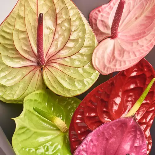 Product image Bouquet of 5 Аnthuriums mix, packaging: 
Graphite, vendor code: 3216