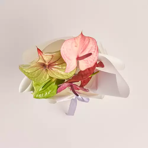 Product image Bouquet of 5 Аnthuriums Мix, packaging: White, vendor code: 3216