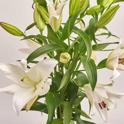 Product image Bouquet of 5 White Lilies, packaging: Composite light pink, vendor code: 3217