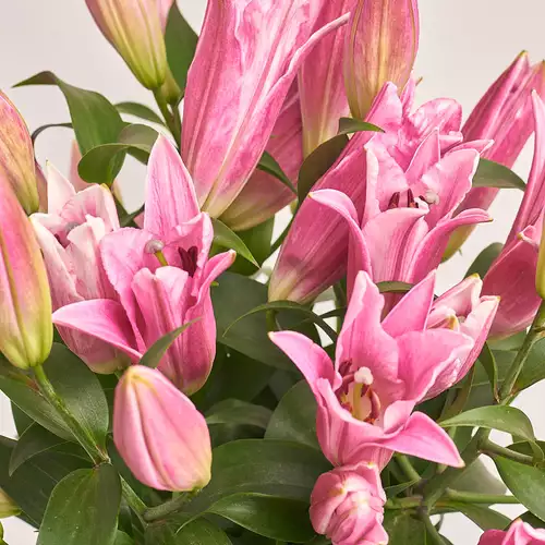 Product image Bouquet of 5 Pink Lilies, packaging: White, vendor code: 3218