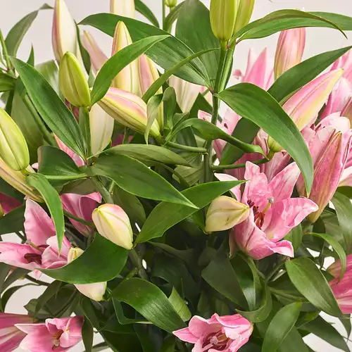 Product image Bouquet of 9 Pink Lilies, packaging: Green, vendor code: 3219