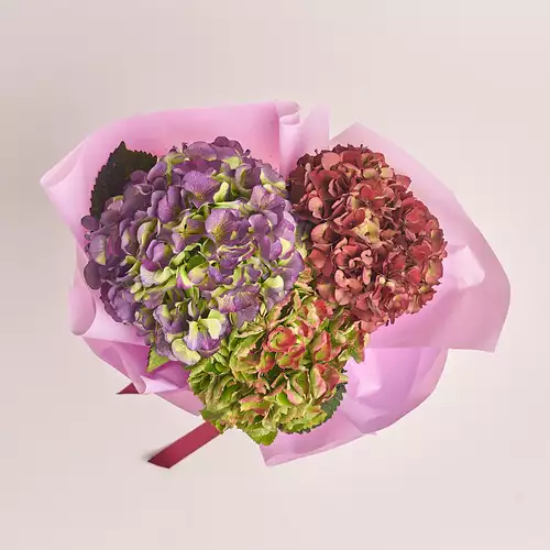 Product image Bouquet of 3 Hydrangeas Mix Bicolor, packaging: Purple, vendor code: 3220