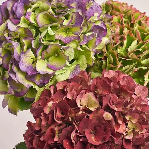 Product image Bouquet of 3 Hydrangeas Mix Bicolor, packaging: Purple, vendor code: 3220