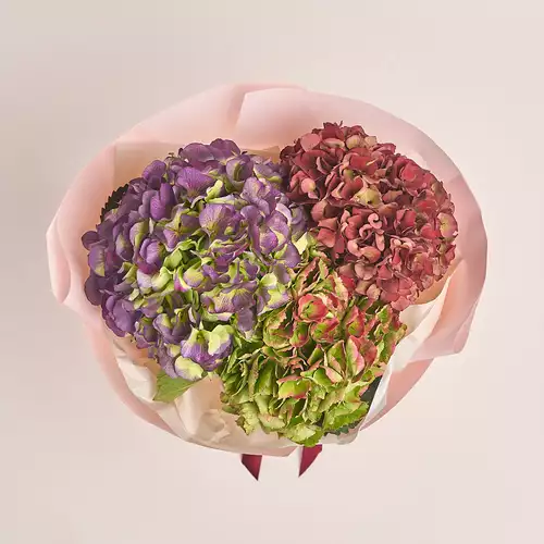 Product image Bouquet of 3 Hydrangeas Mix Bicolor, packaging: Composite light pink, vendor code: 3220