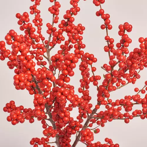 Product image Bouquet of 3 Ilex branches, packaging: Green, vendor code: 3221