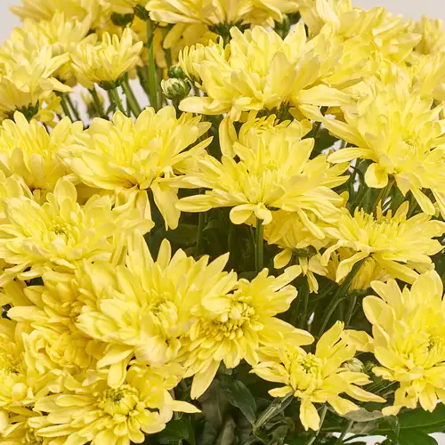 Product image Bouquet of 15 Yellow  Chrysanthemums, packaging: White, vendor code: 3222