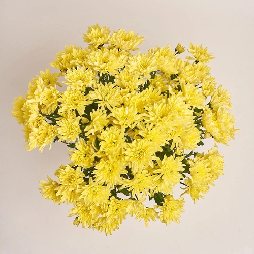 Product image Bouquet of 15 Yellow  Chrysanthemums, packaging: White, vendor code: 3222
