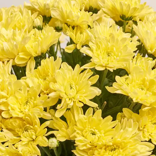 Product image Bouquet of 25 Yellow Chrysanthemums, packaging: Kafin cream, vendor code: 3223