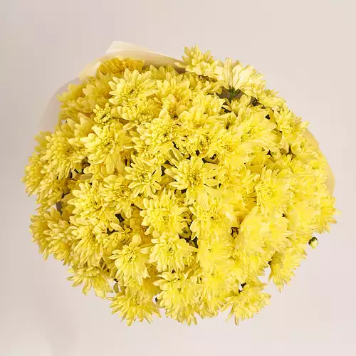 Product image Bouquet of 25 Yellow Chrysanthemums, packaging: Kafin cream, vendor code: 3223