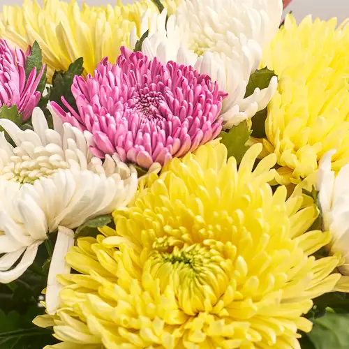 Product image Bouquet of 9  Single Chrysanthemums Mix, packaging: Purple, vendor code: 3224