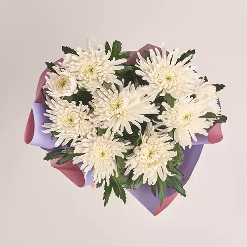 Зображення товару Букет 9 Білих однобутонних Хризантем, пакування: Градієнт фіолетовий, артикул: 3225