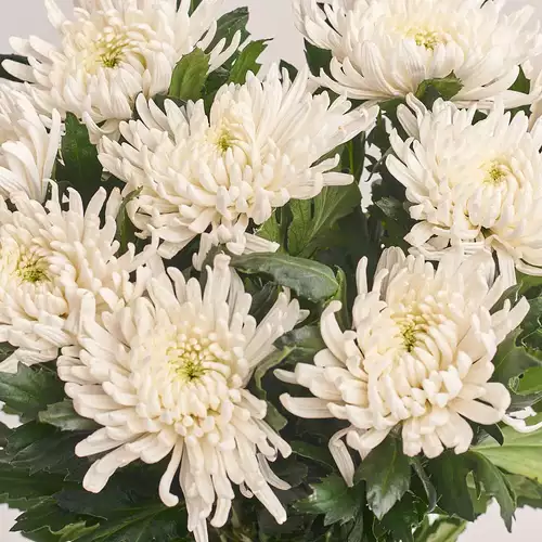 Product image Bouquet of 9 White Single Chrysanthemums, packaging: White, vendor code: 3225