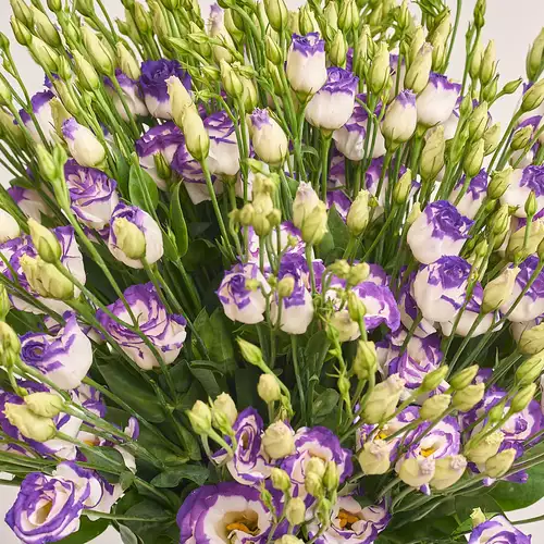 Product image Bouquet of 25 White-Violet Eustomas, packaging: 
Graphite, vendor code: 3226