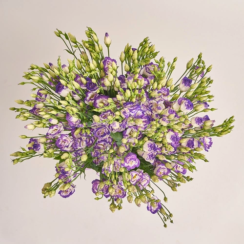 Product image Bouquet of 25 White-Violet Eustomas, packaging: 
Graphite, vendor code: 3226