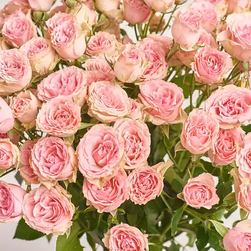 Product image Bouquet of 15 Light Pink Roses Spray, packaging: Gray, vendor code: 3227