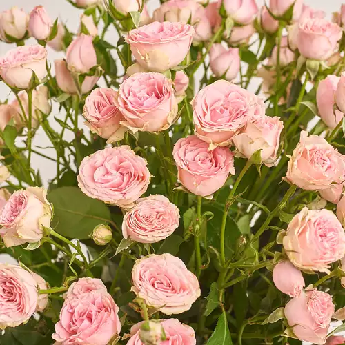 Product image Bouquet of 25 Light Pink Roses Spray, packaging: Green, vendor code: 3228