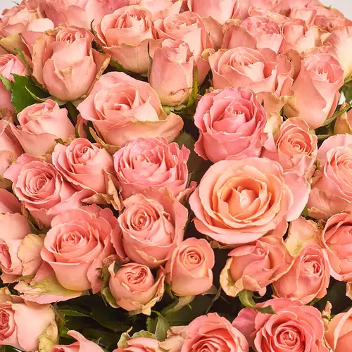 Product image Bouquet 101 Roses Hermosa, packaging: Blue, vendor code: 3232