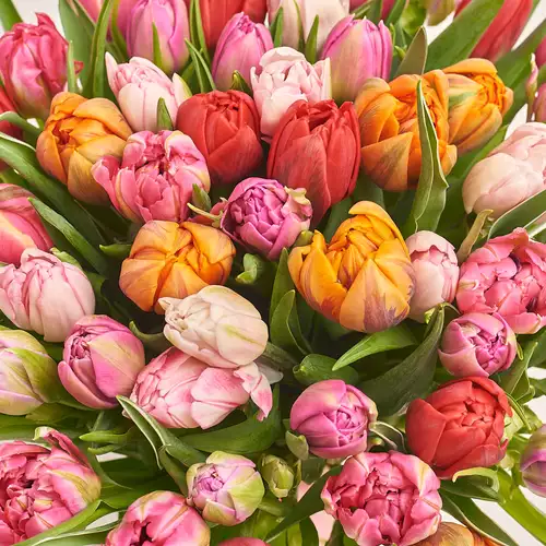 Зображення товару Букет 51 Тюльпан мікс піоновидний, пакування: Рожева, артикул: 3235