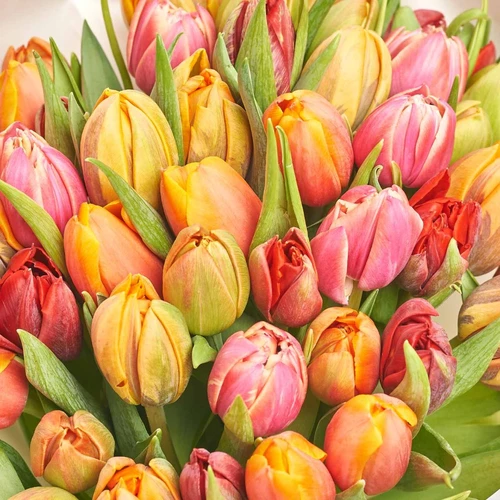 Product image Bouquet 51 tulips Мix peony, packaging: White, vendor code: 3235