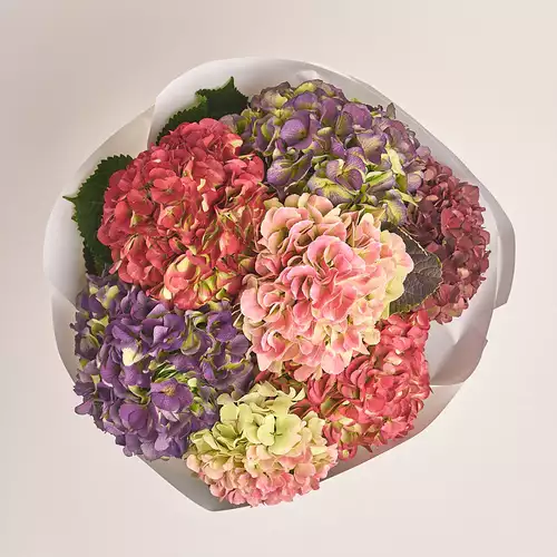 Product image Bouquet of 7 Hydrangeas Mix Bicolor, packaging: White, vendor code: 3249
