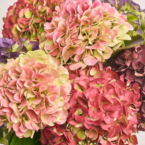 Product image Bouquet of 7 Hydrangeas Mix Bicolor, packaging: White, vendor code: 3249