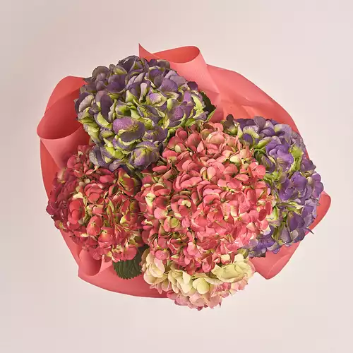 Изображение товара Букет 5 Гортензий Микс Биколор, упаковка: Каффин лососевый, артикул: 3250