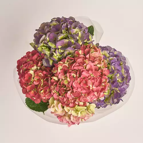 Product image Bouquet of 5 Hydrangeas Mix Bicolor, packaging: Transparent, vendor code: 3250