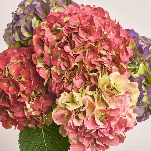 Product image Bouquet of 5 Hydrangeas Mix Bicolor, packaging: Transparent, vendor code: 3250