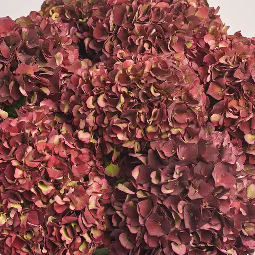 Product image Bouquet of 7 Вurgundy Hydrangeas Bicolor, packaging: Pink, vendor code: 3251