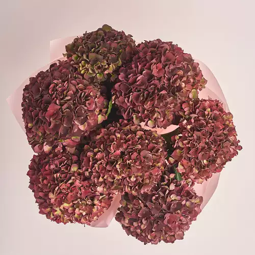 Product image Bouquet of 7 Вurgundy Hydrangeas Bicolor, packaging: Pink, vendor code: 3251