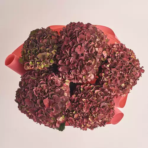 Product image Bouquet of 5 Вurgundy Hydrangeas Bicolor, packaging: Kafin rust, vendor code: 3252