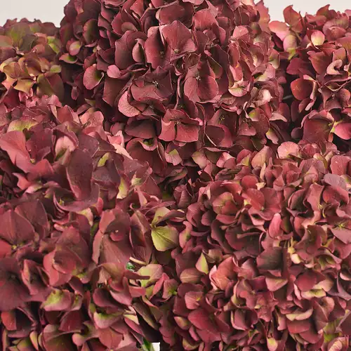 Зображення товару Букет 5 Бордових Гортензій  Біколор, пакування: Кафін лососевий, артикул: 3252