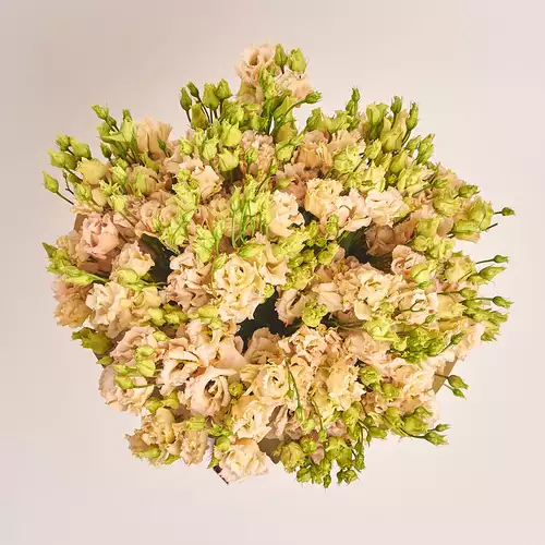 Product image Bouquet of 25 Peach Eustomas, packaging: Gradiens pink, vendor code: 3253