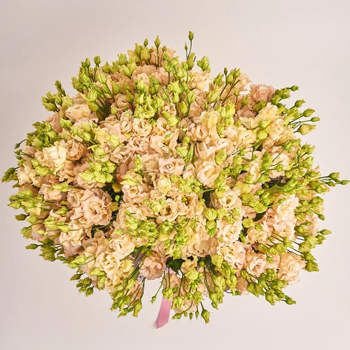 Product image Bouquet of 25 Peach Eustomas, packaging: Gradiens violet, SKU: 3253