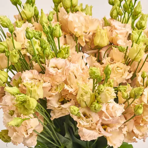 Product image Bouquet of 15 Peach Eustomas, packaging: Kafin rust, vendor code: 3254