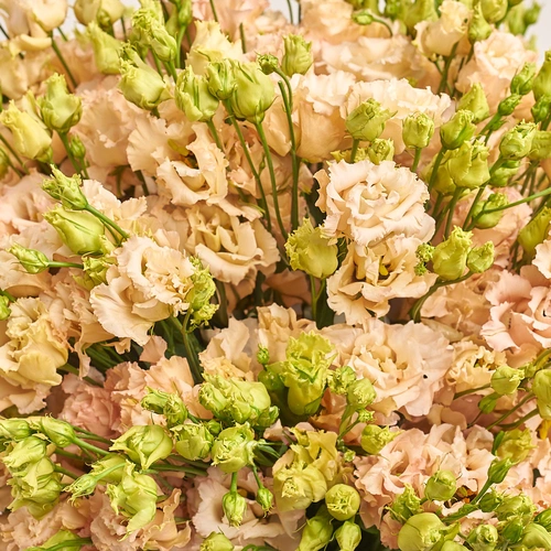 Product image Bouquet of 51 Peach Eustomas, packaging: Composite light pink, vendor code: 3255