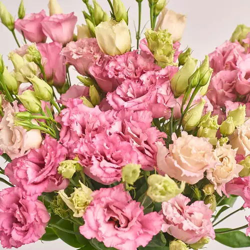 Product image Bouquet of 25 Light Pink Eustomas], packaging: Gradiens tiffany, vendor code: 3260