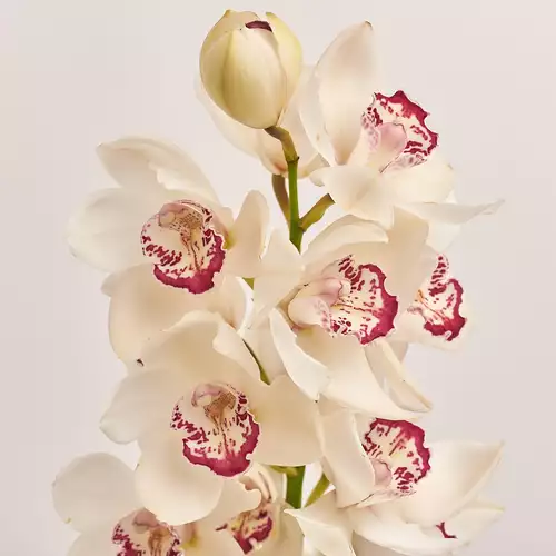 Product image Bouquet 1 White Cymbidium, packaging: Composite light pink, vendor code: 3262