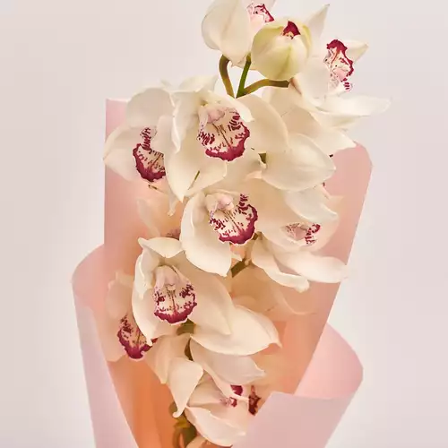 Product image Bouquet 1 White Cymbidium, packaging: Composite light pink, vendor code: 3262