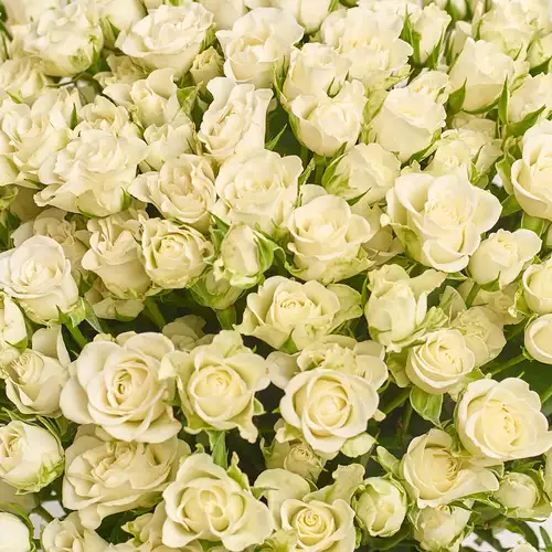 Product image Bouquet of 51  White Roses Spray, packaging: Red, vendor code: 3263