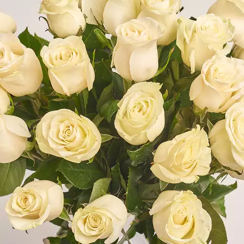 Зображення товару Букет 25 Троянд Мондіаль, пакування: Прозора, артикул: 3264