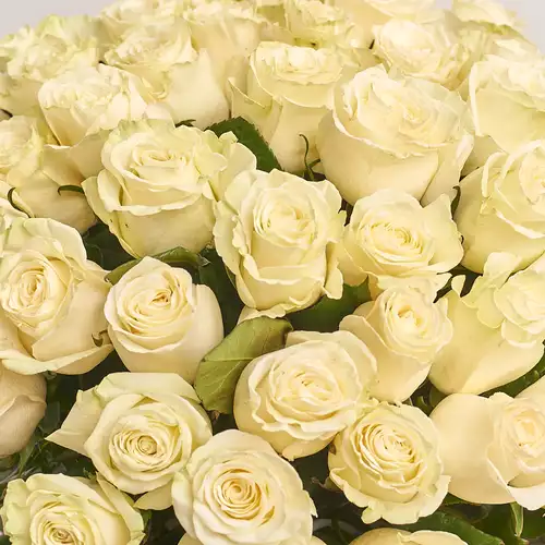 Product image Bouquet 101 Roses Mondial, packaging: Green, vendor code: 3266