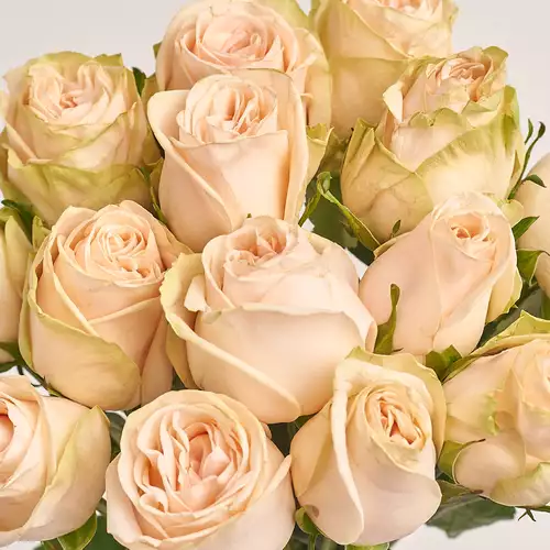 Product image Bouquet of 25 Roses Wedding, packaging: Gradiens blue, vendor code: 3267