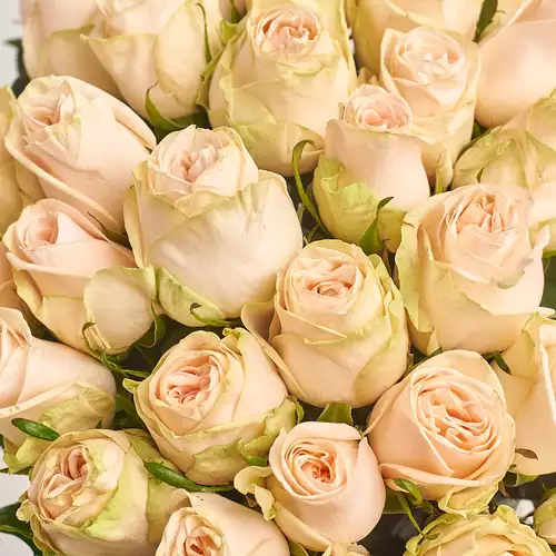 Product image Bouquet of 51 Roses Wedding, packaging: White, vendor code: 3269