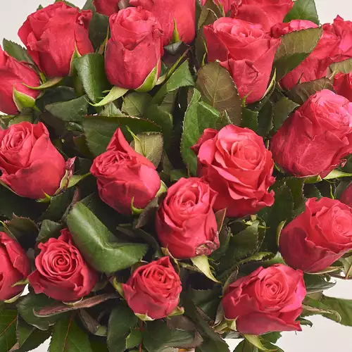 Product image Bouquet of 25 Roses Tacazzi, packaging: Kafin rust, vendor code: 3270