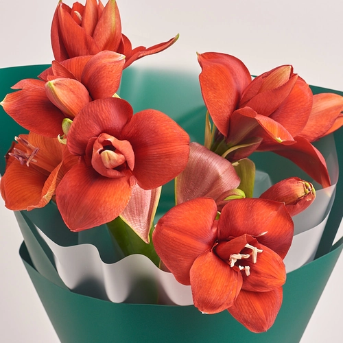 Product image Bouquet of 5 Amaryllises, packaging: Green, vendor code: 3272