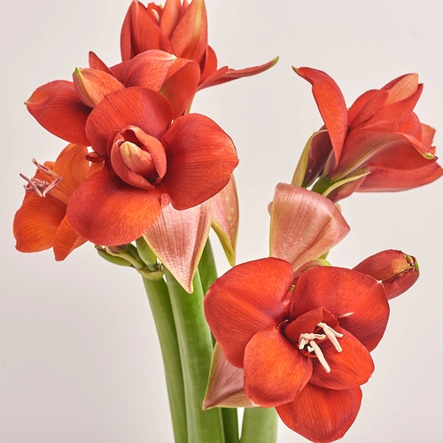 Product image Bouquet of 5 Amaryllises, packaging: Green, vendor code: 3272