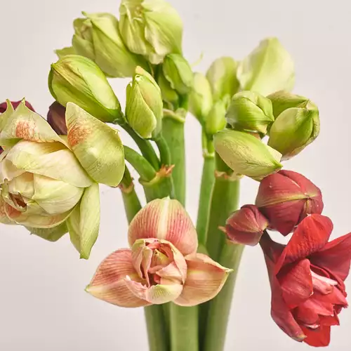 Product image Bouquet of 7 Amaryllises mix, packaging: Red, vendor code: 3273