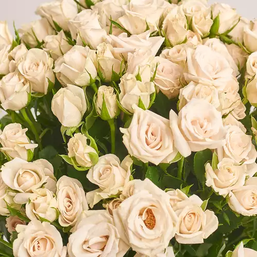 Product image Bouquet of 25  Cream Roses Spray, packaging: Transparent, vendor code: 3274