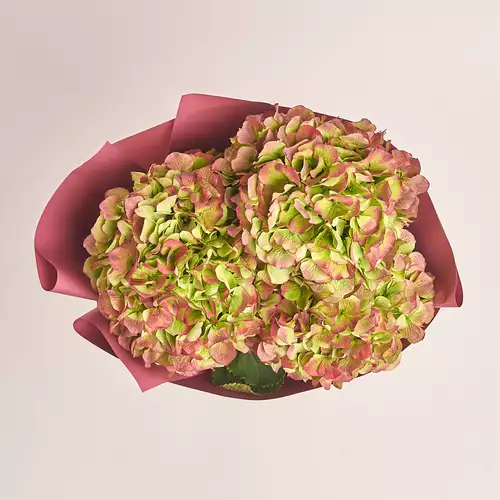 Product image Bouquet of 3 Red Hydrangeas Bicolor, packaging: Coral, vendor code: 3275